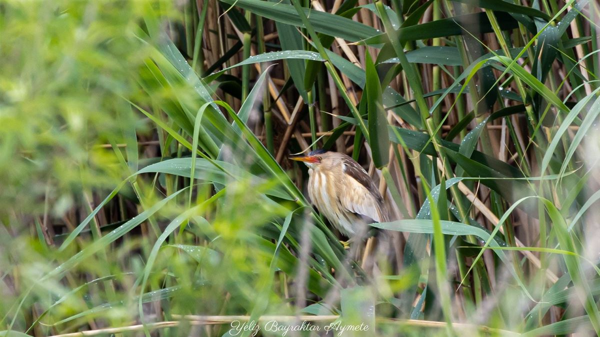 Little Bittern
