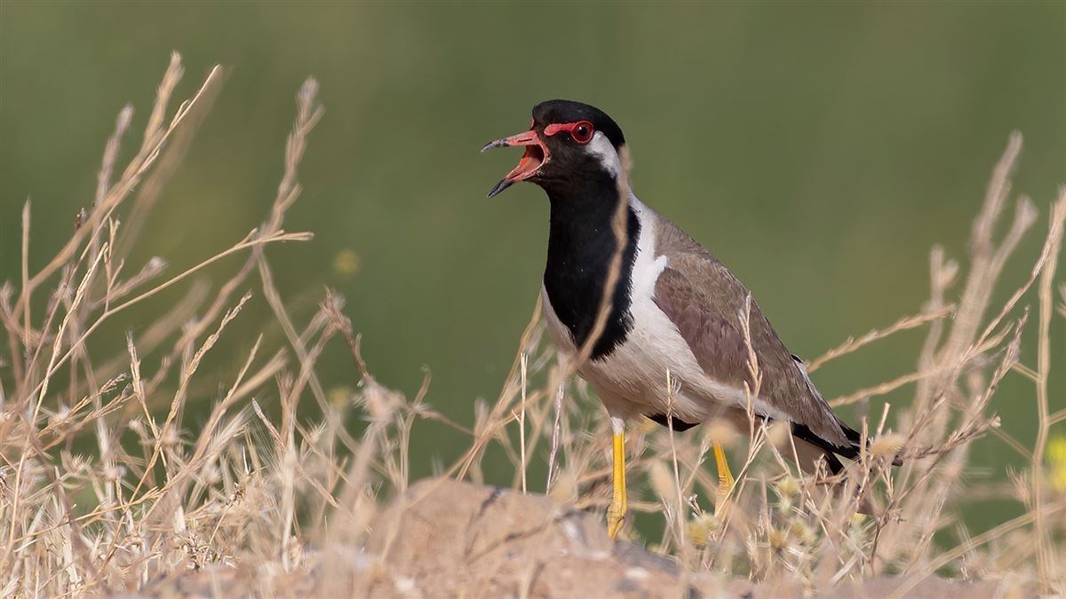 Büyük Kızkuşu