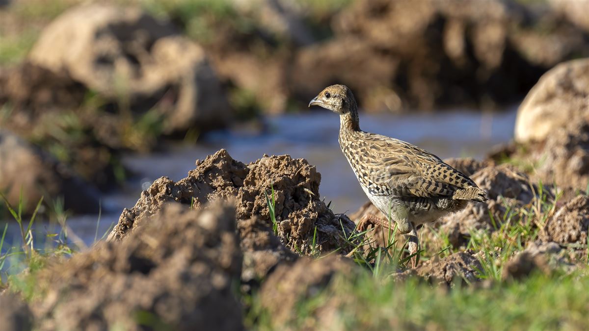 Black Francolin