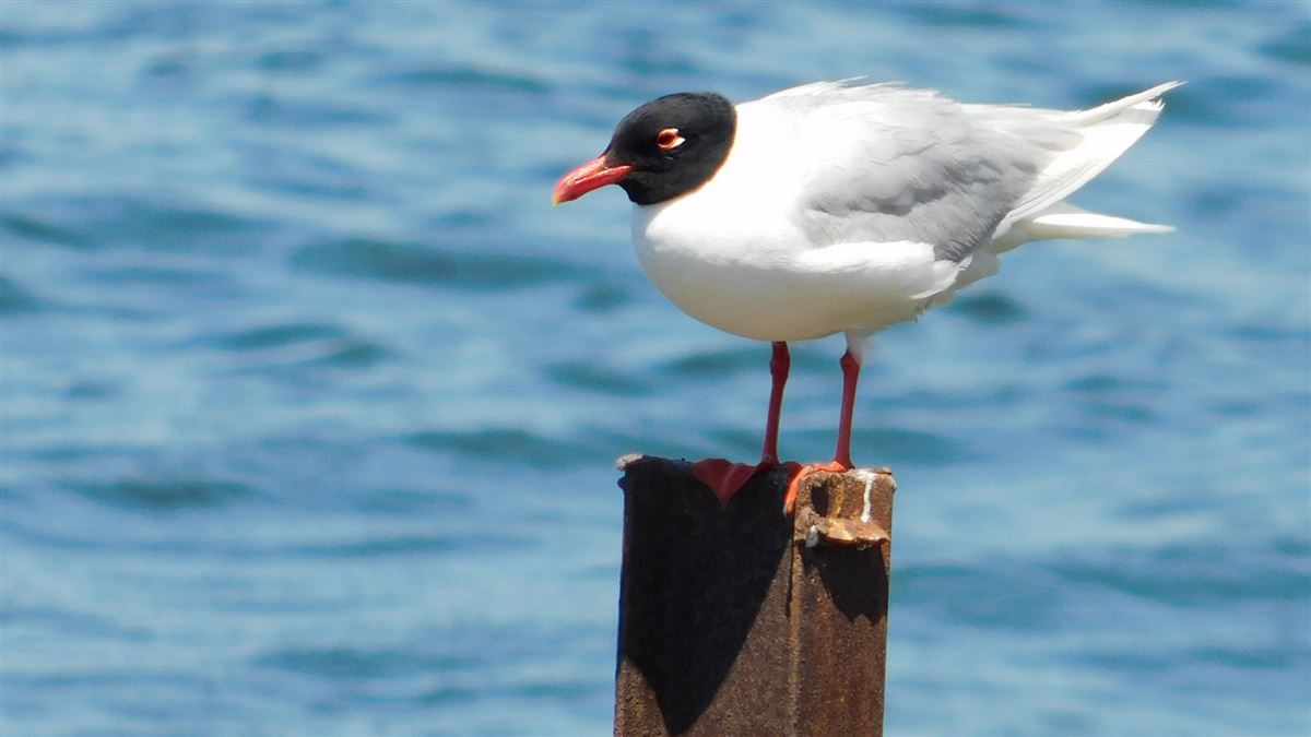 Mediterranean Gull