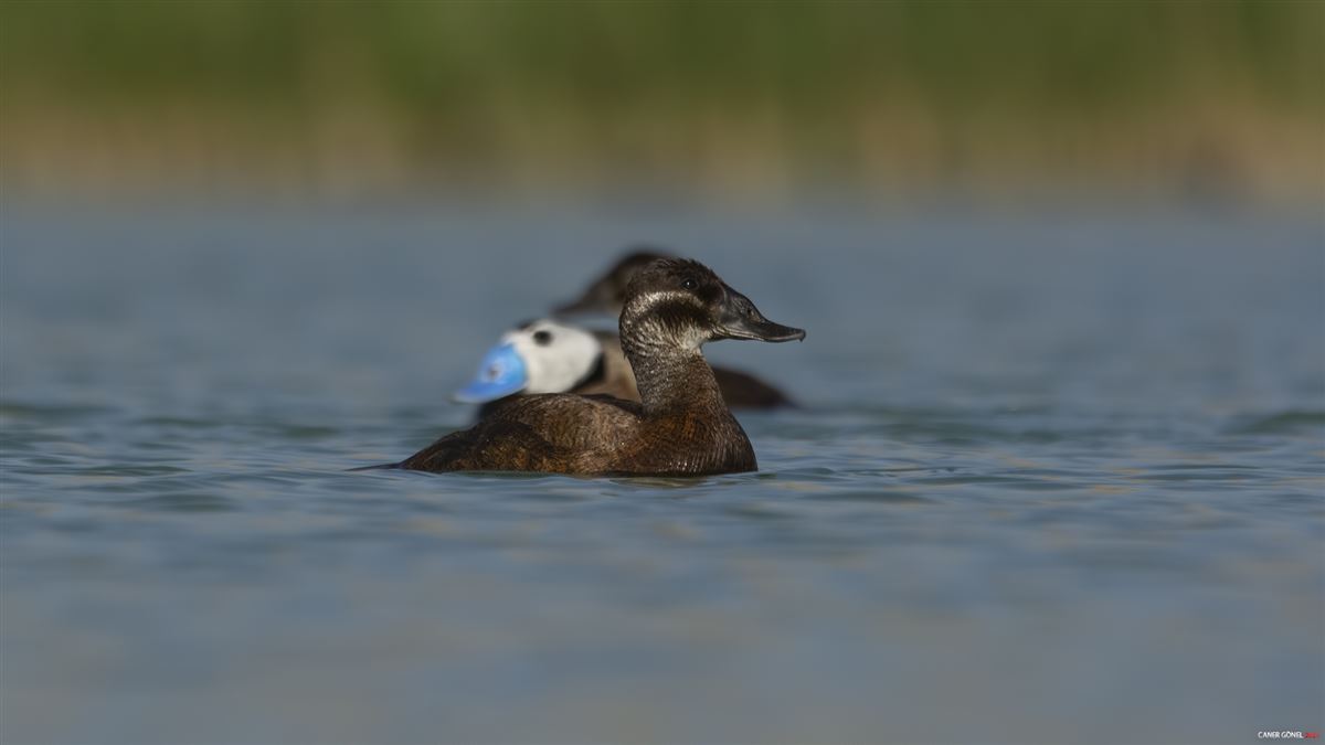 White-headed Duck