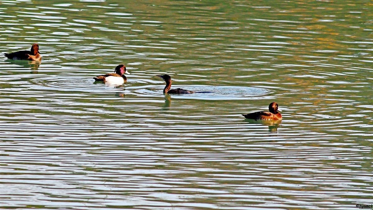 Tufted Duck