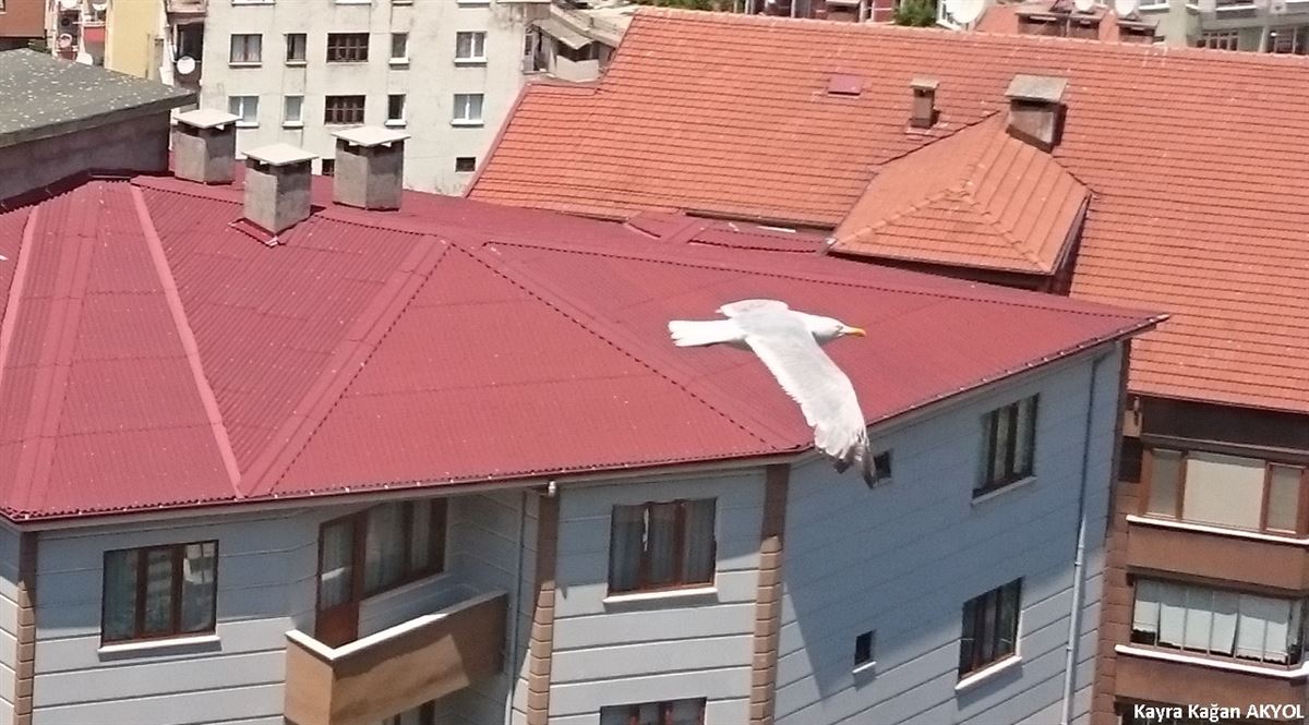 Gümüş Martı