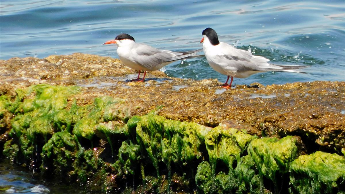 Common Tern