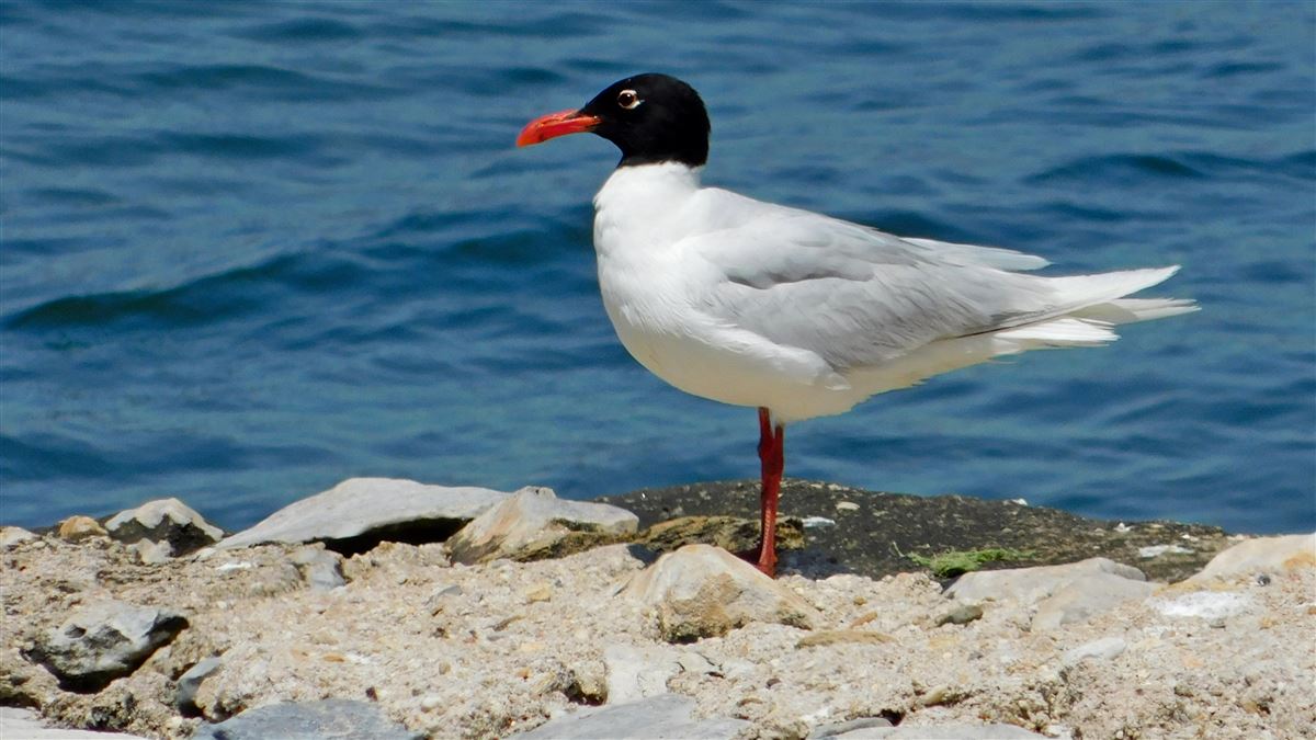 Mediterranean Gull