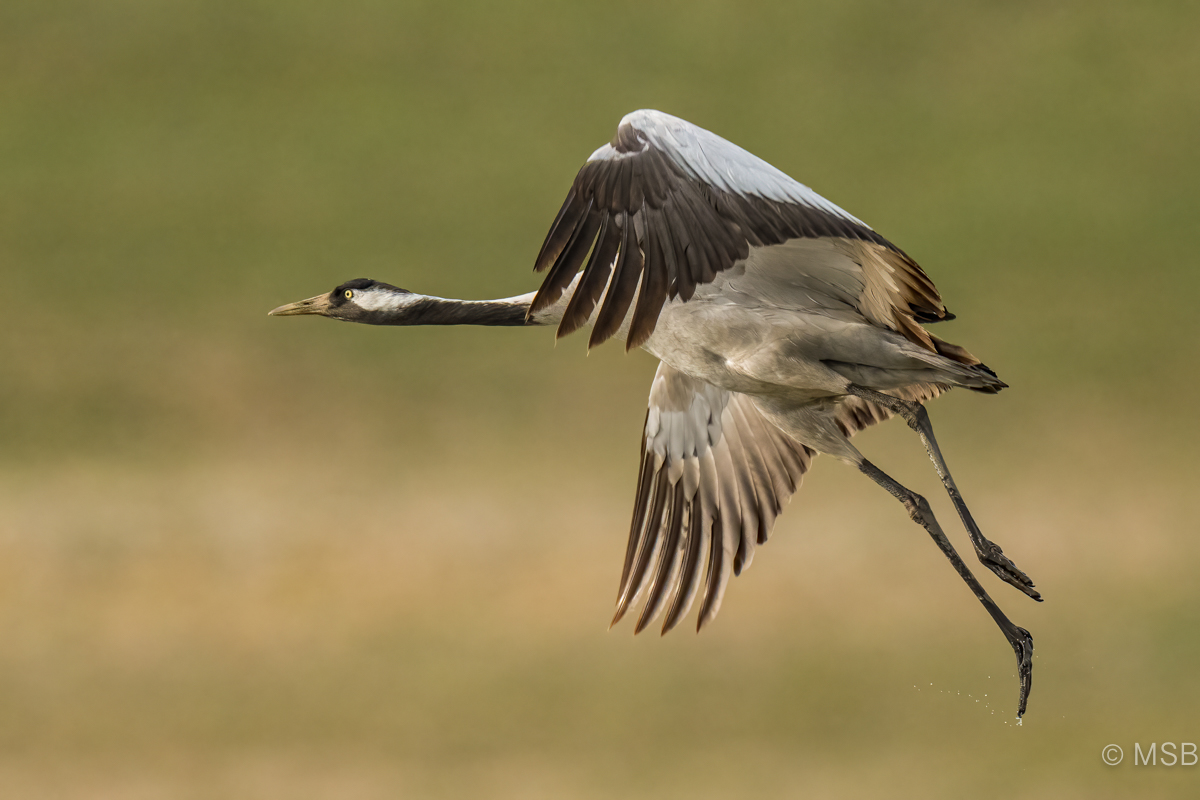 Common Crane