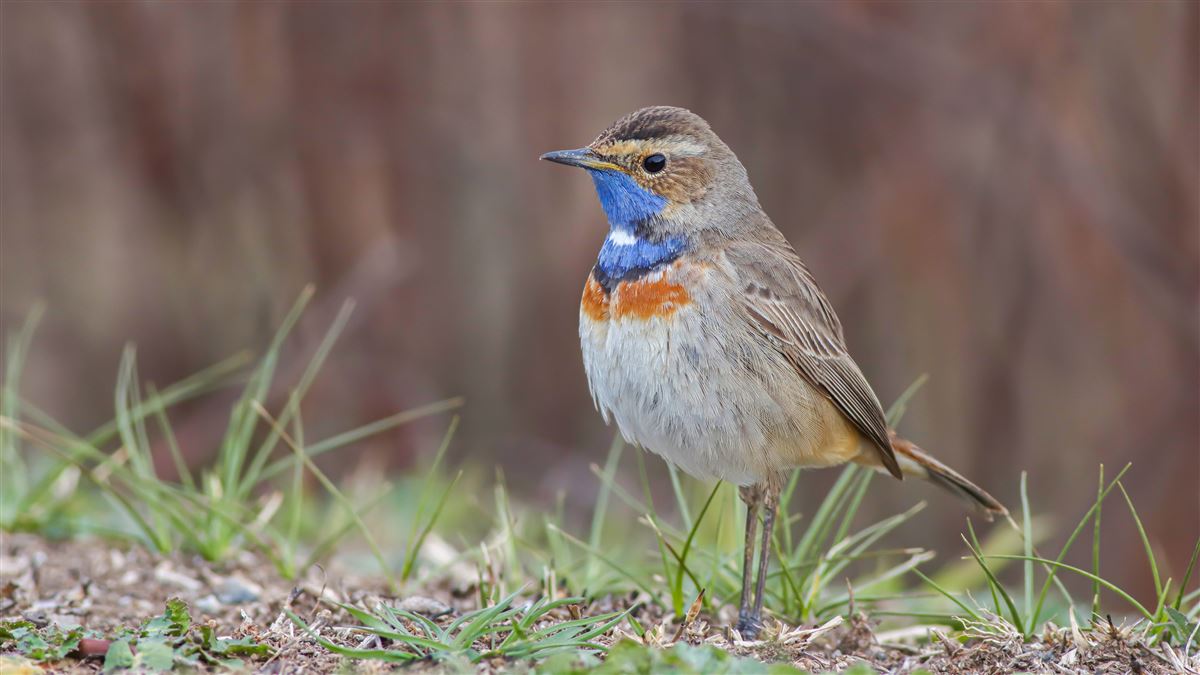 Bluethroat