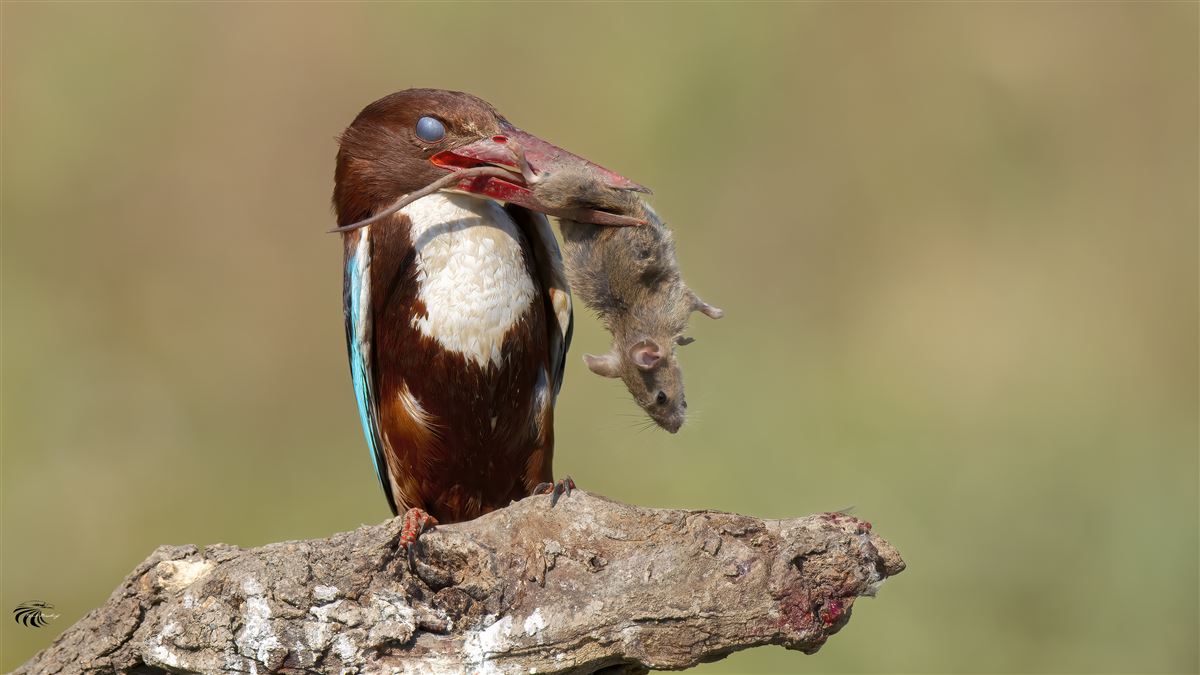 White-throated Kingfisher