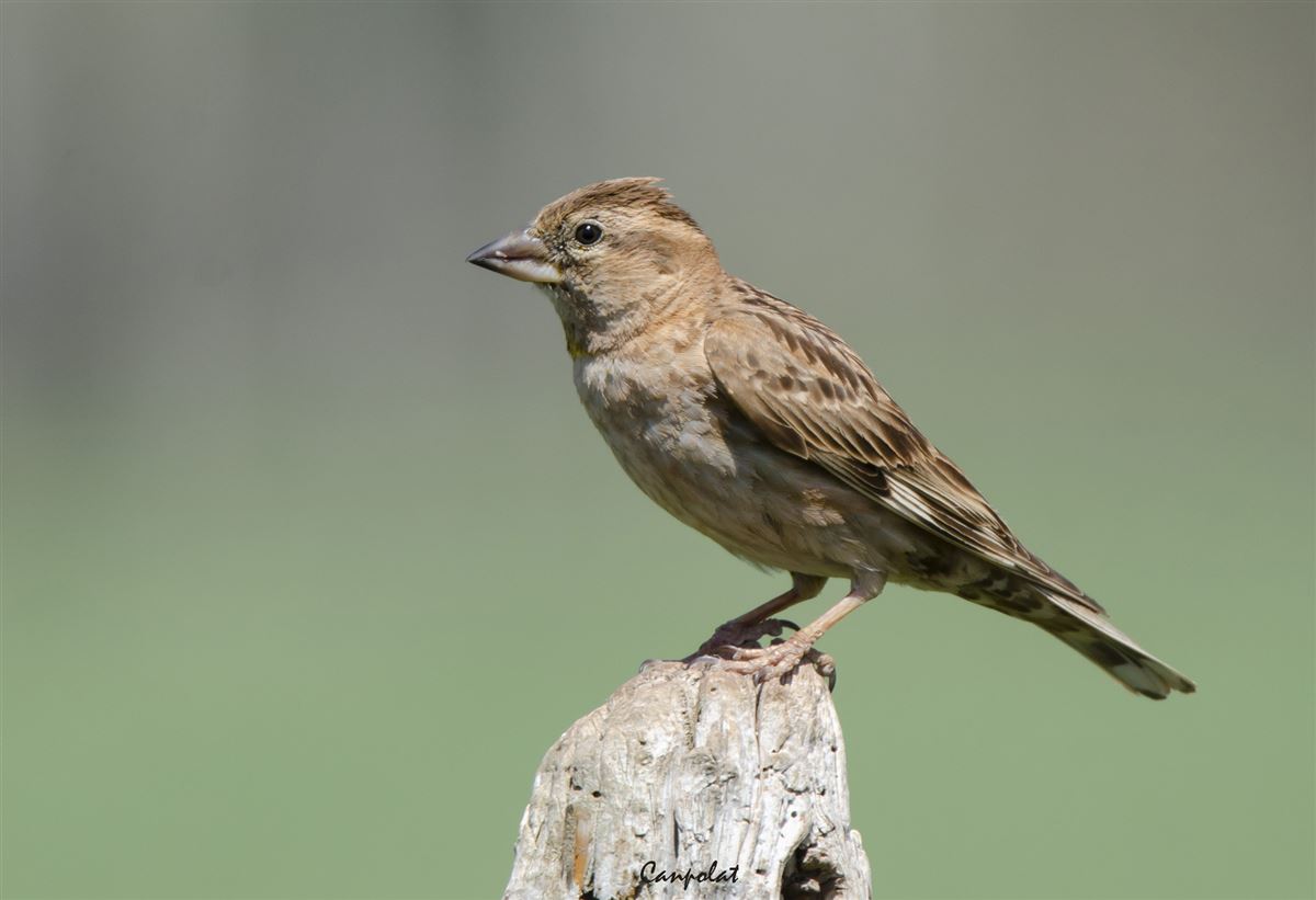 Rock Sparrow