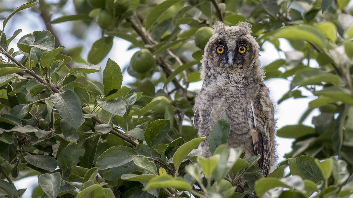 Long-eared Owl
