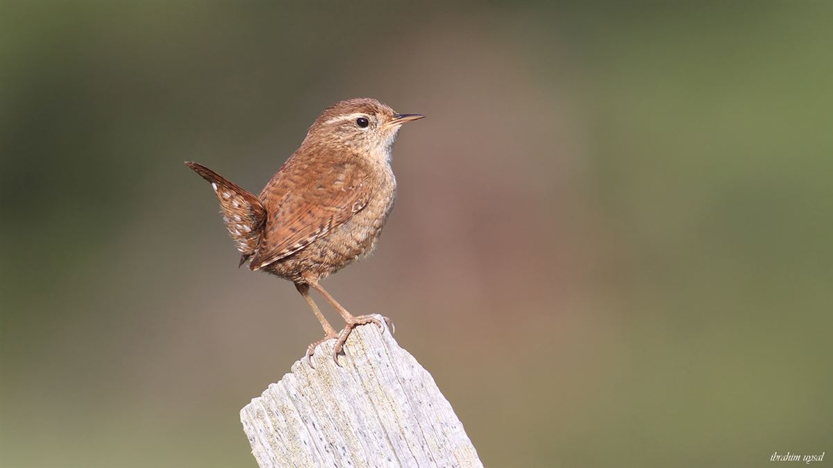 Eurasian Wren
