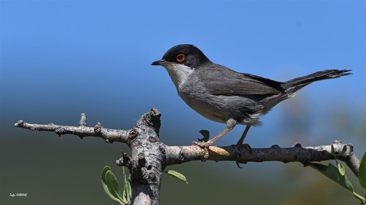 Sardinian Warbler