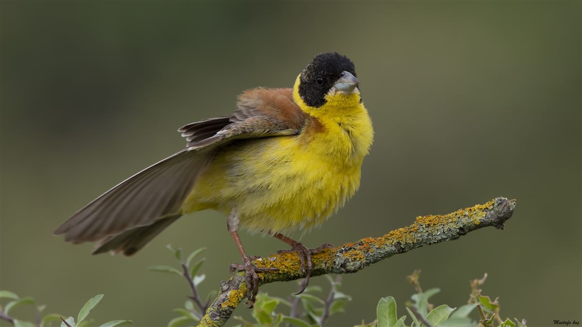 Black-headed Bunting