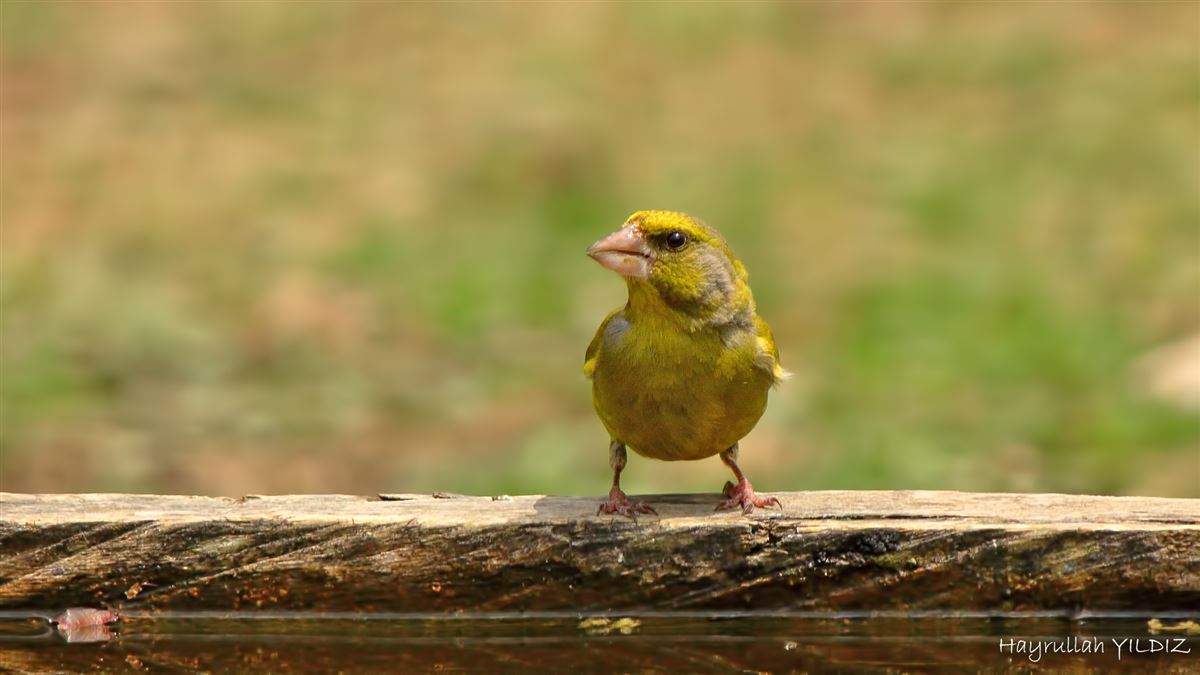 European Greenfinch
