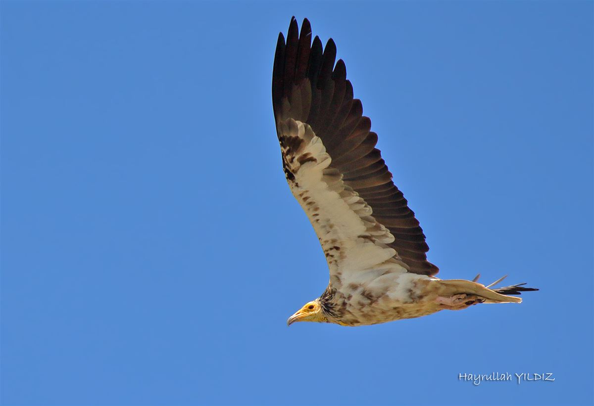 Egyptian Vulture