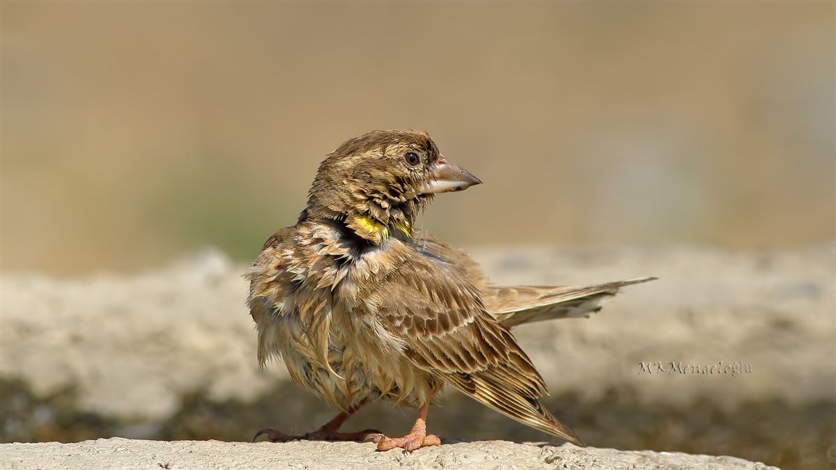 Rock Sparrow
