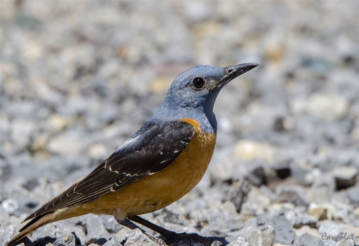 Common Rock Thrush