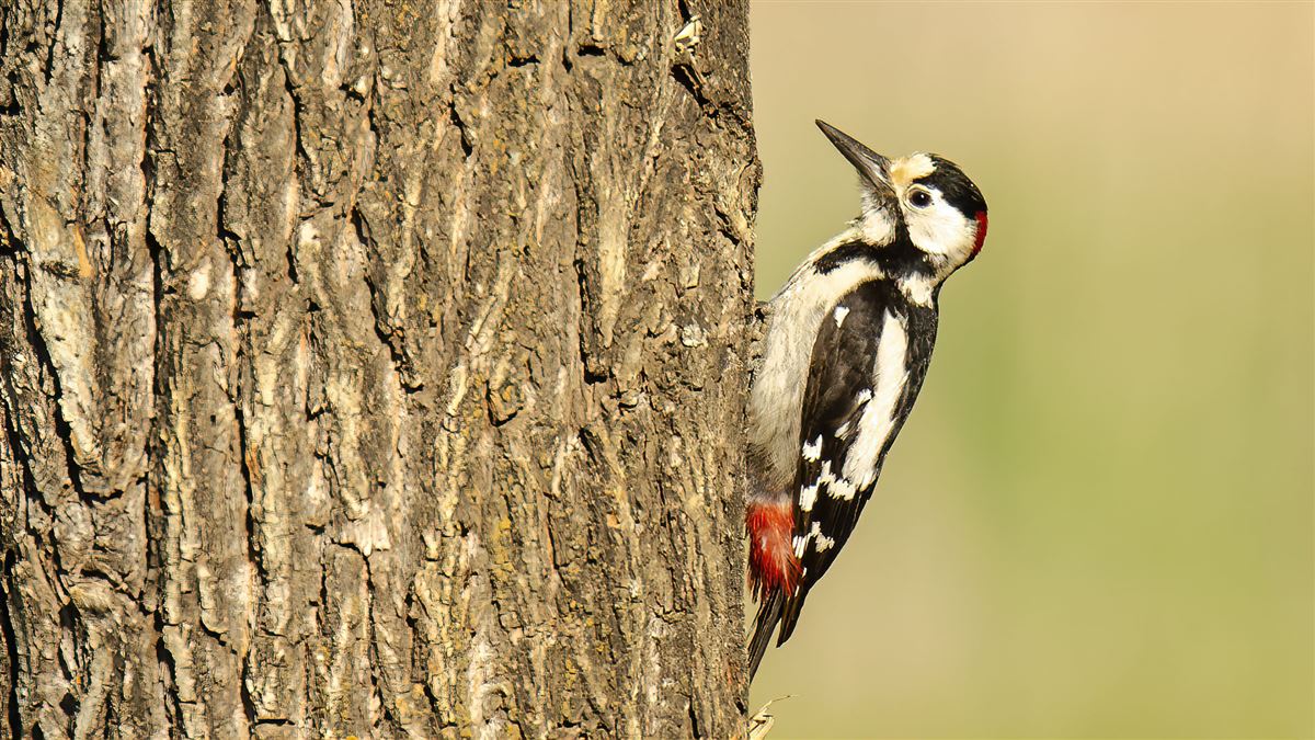 Syrian Woodpecker