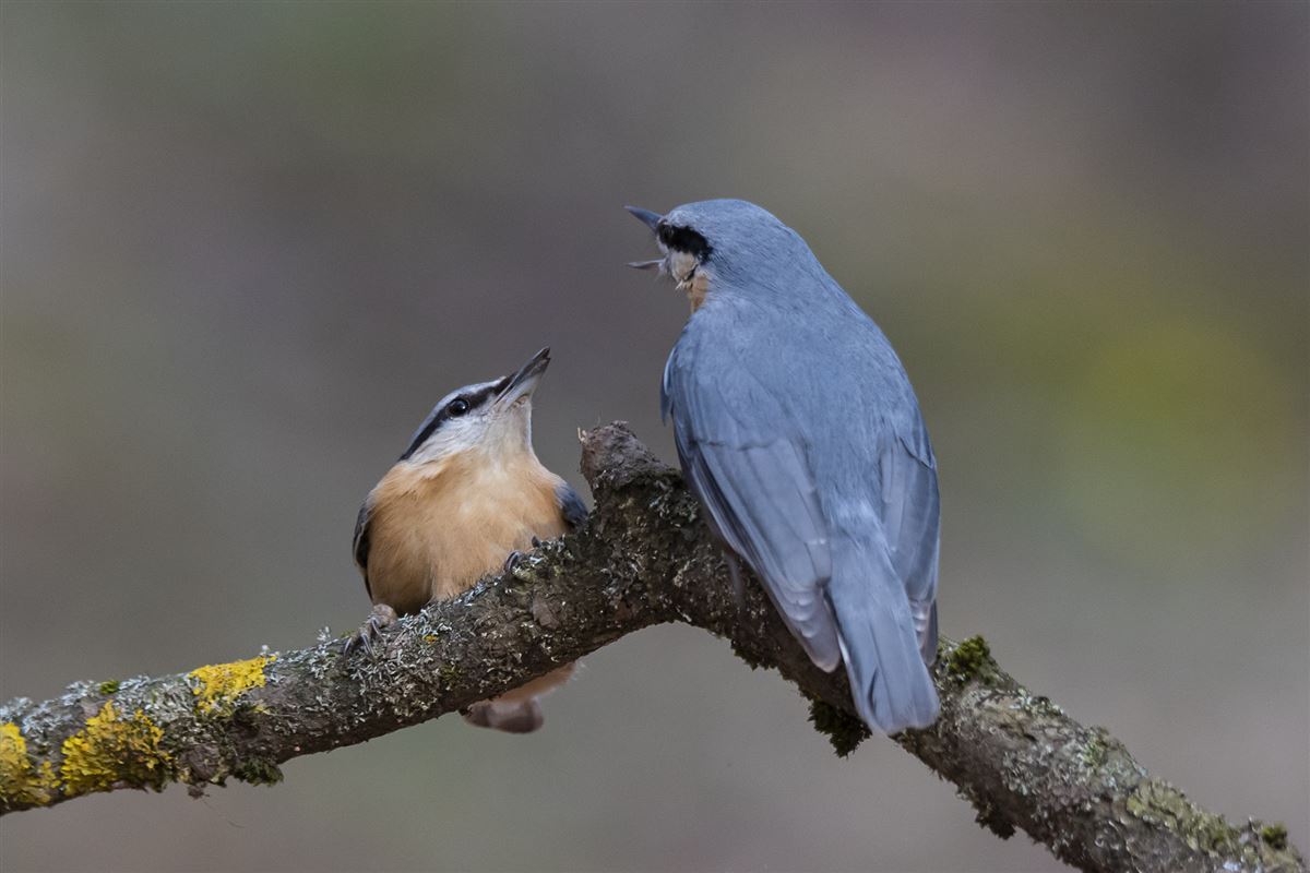 Eurasian Nuthatch