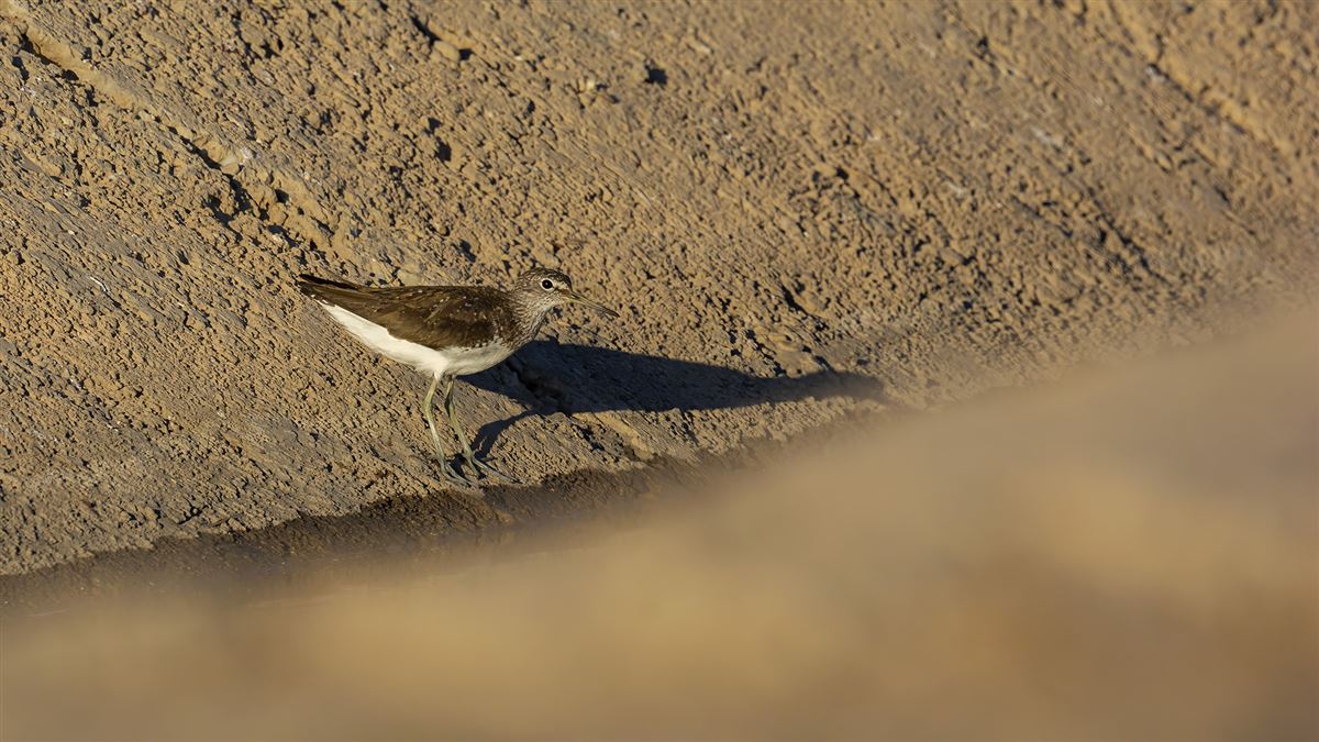 Green Sandpiper