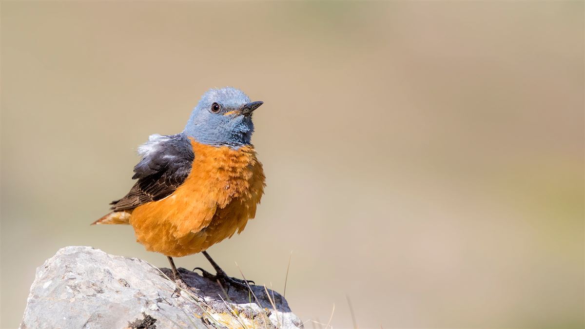 Common Rock Thrush