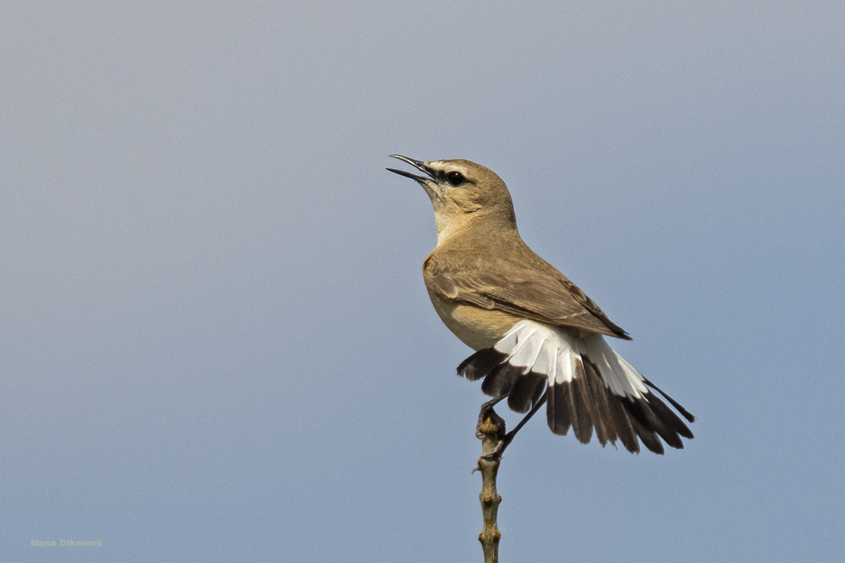 Isabelline Wheatear