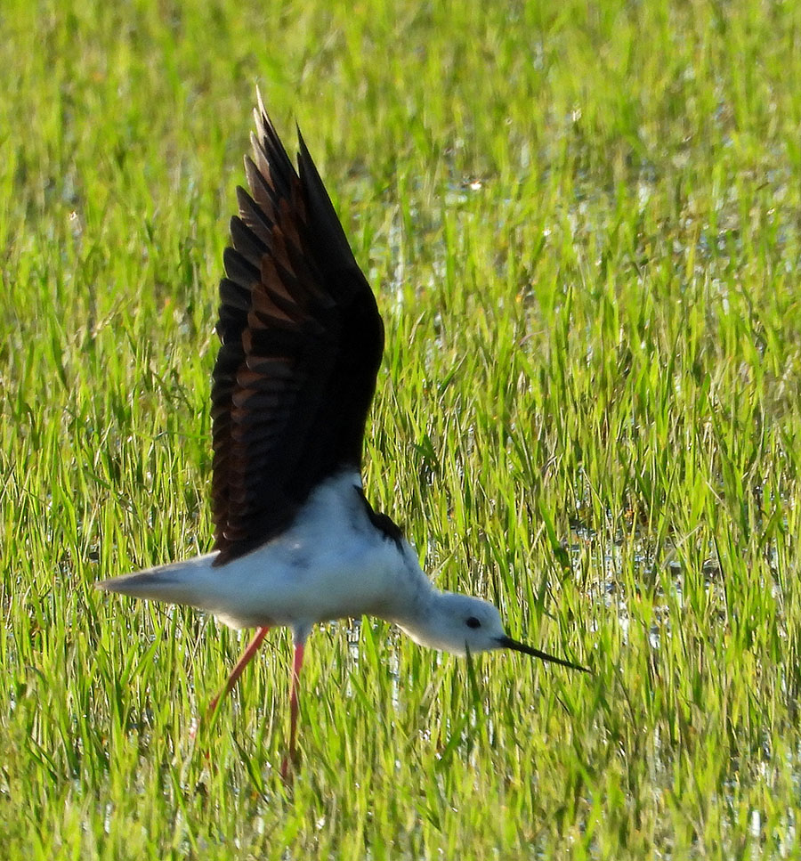 Black-winged Stilt
