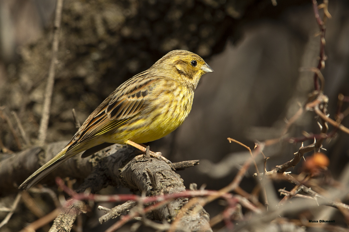 Yellowhammer
