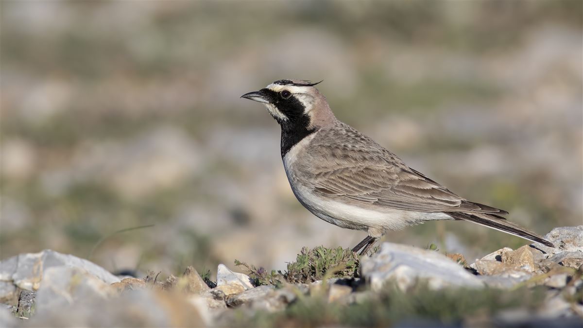 Horned Lark