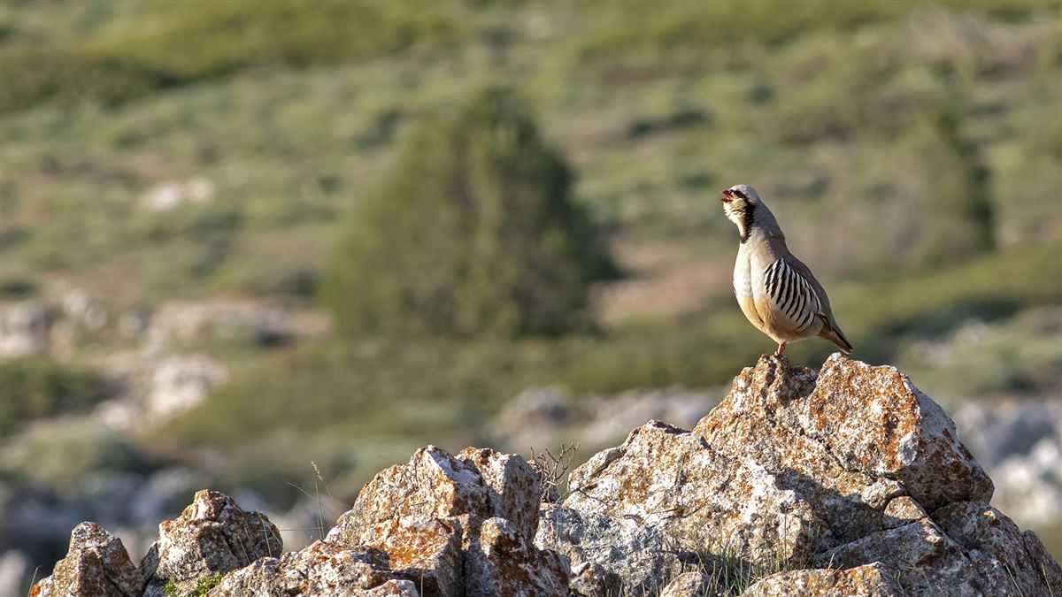 Chukar Partridge