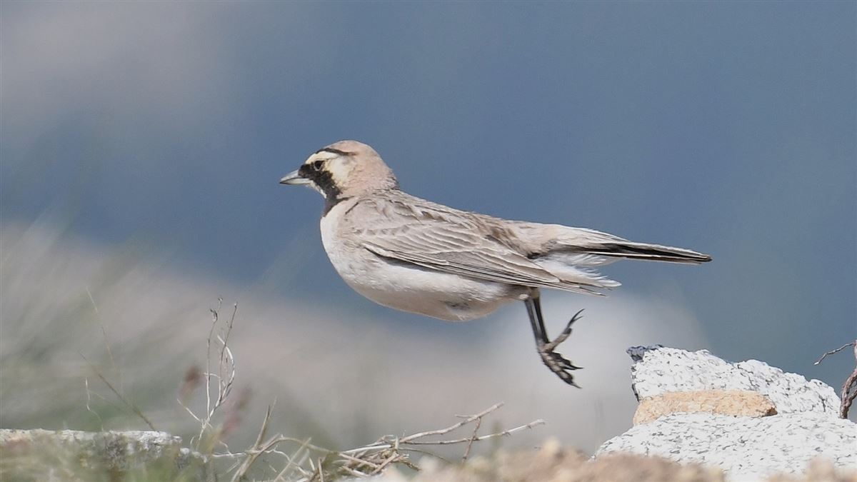 Horned Lark