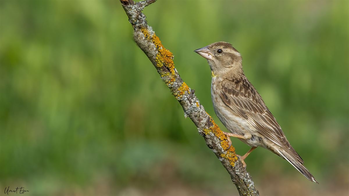 Rock Sparrow