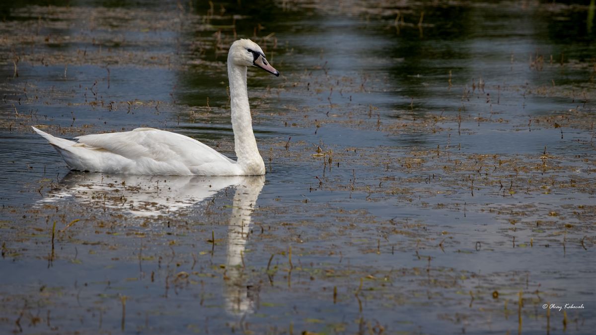 Mute Swan