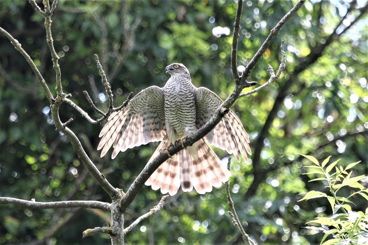 Eurasian Sparrowhawk