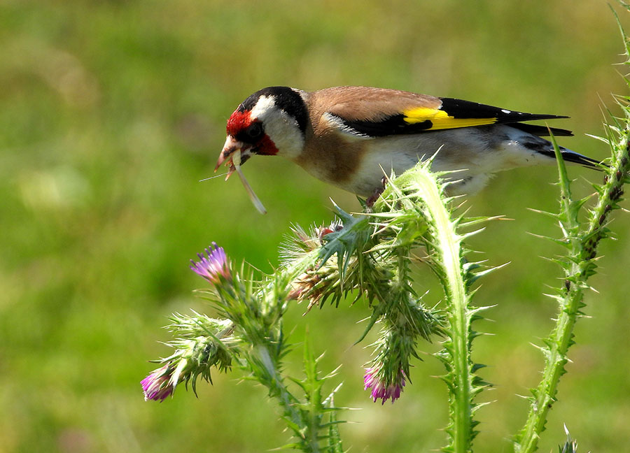 European Goldfinch