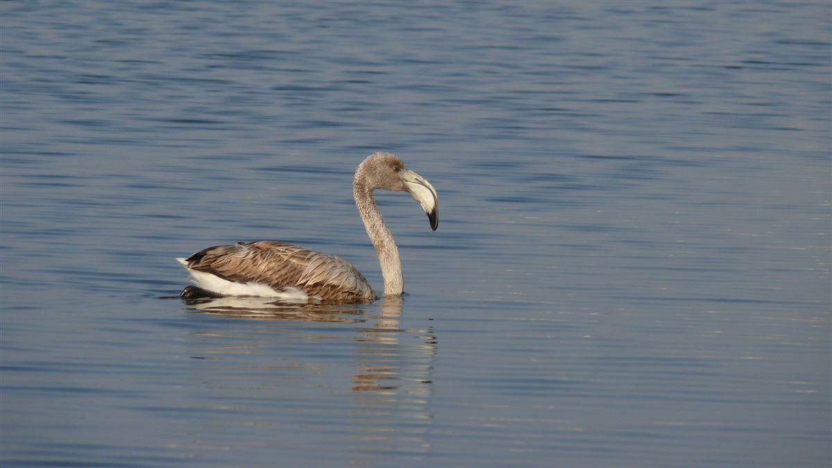 Greater Flamingo