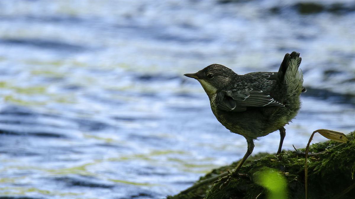 White-throated Dipper