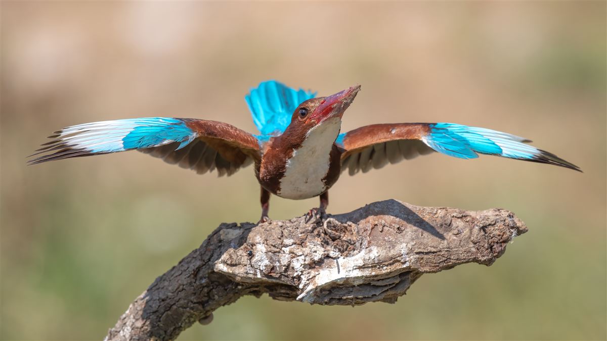 White-throated Kingfisher