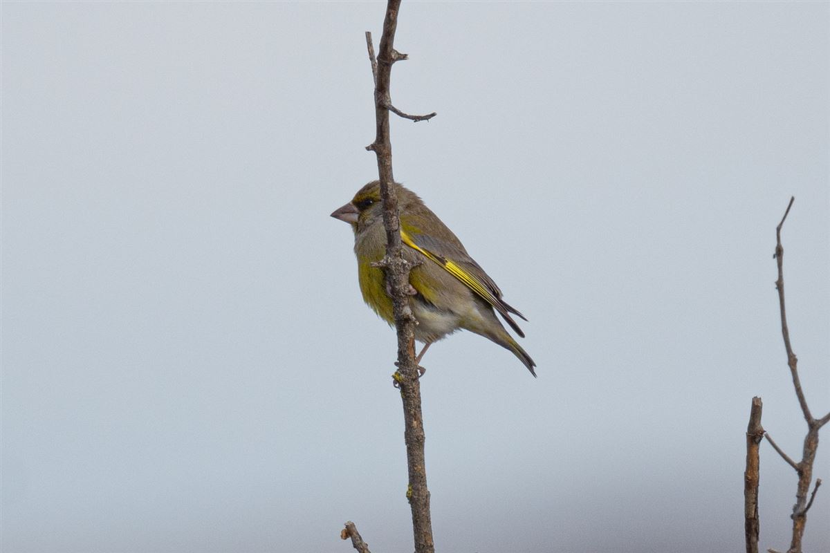 European Greenfinch