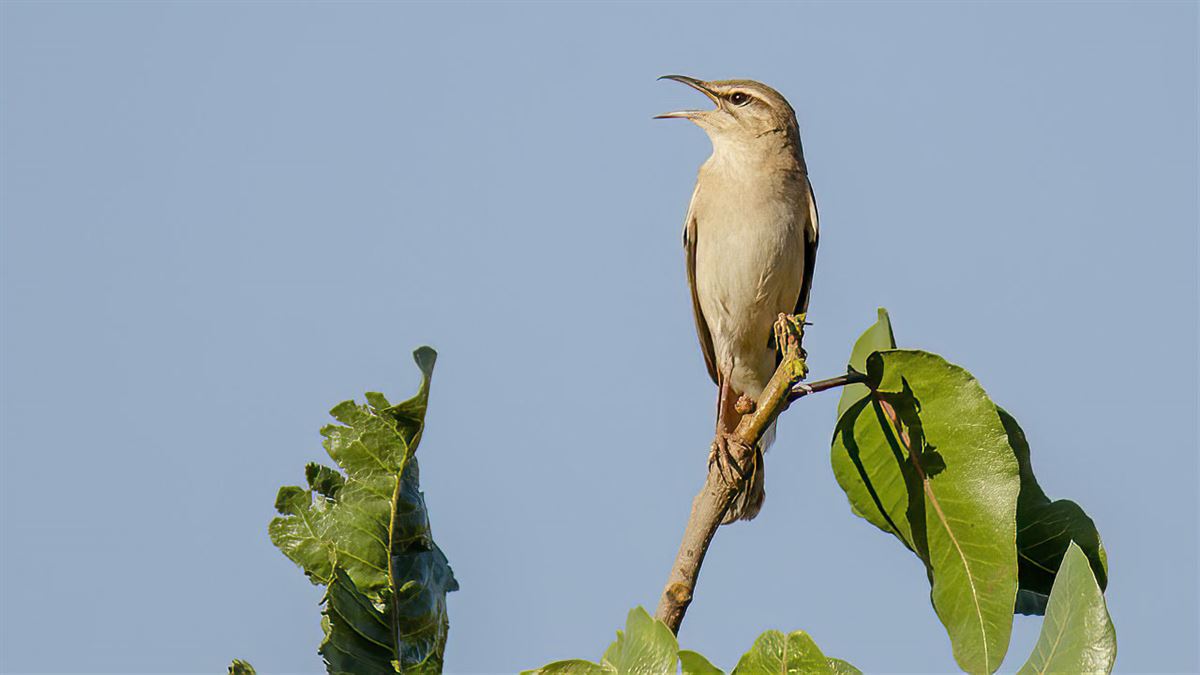 Rufous-tailed Scrub Robin
