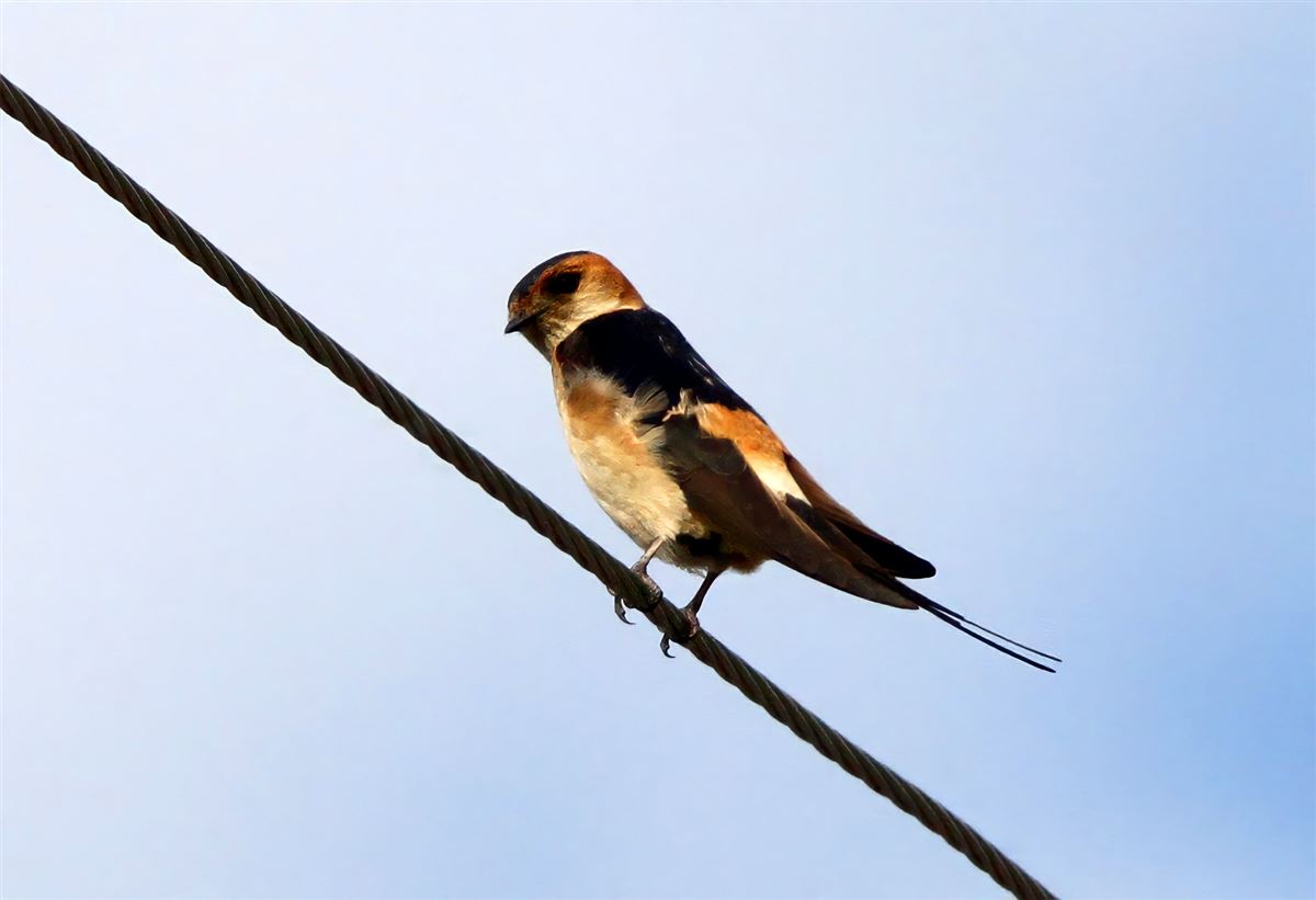 European Red-rumped Swallow