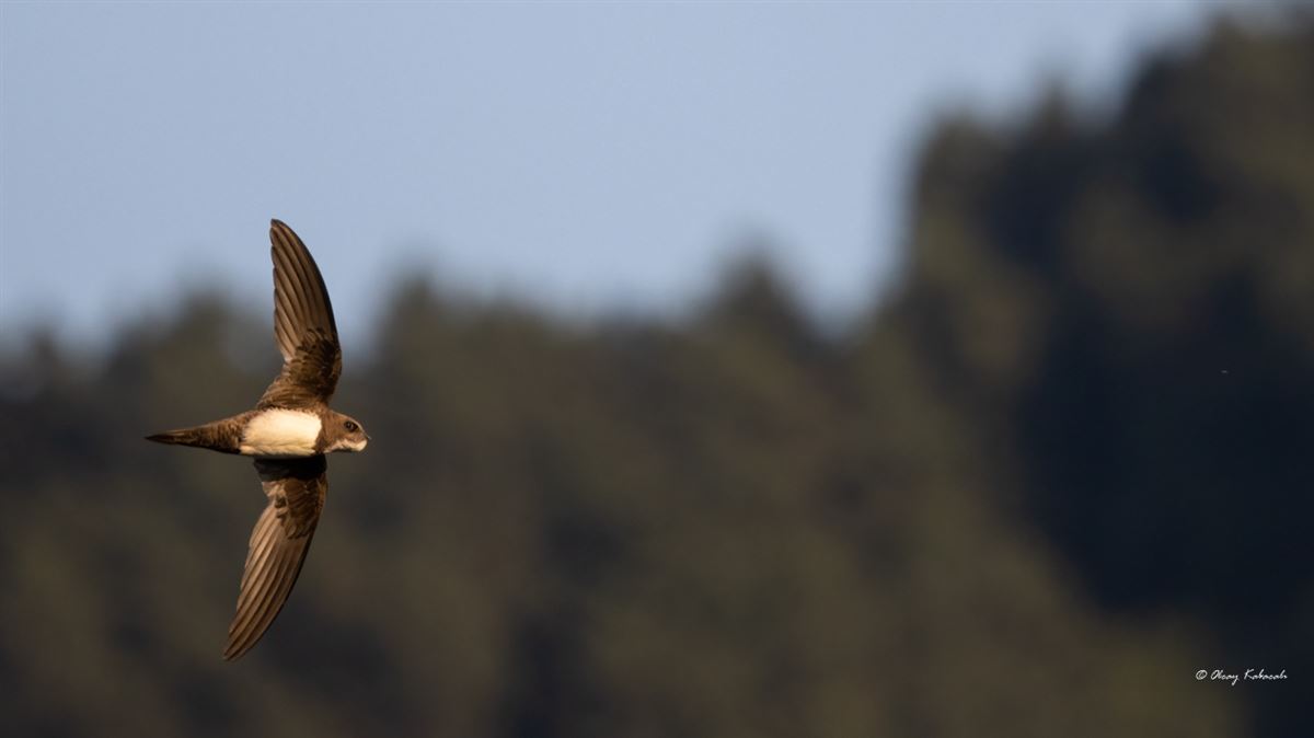 Alpine Swift