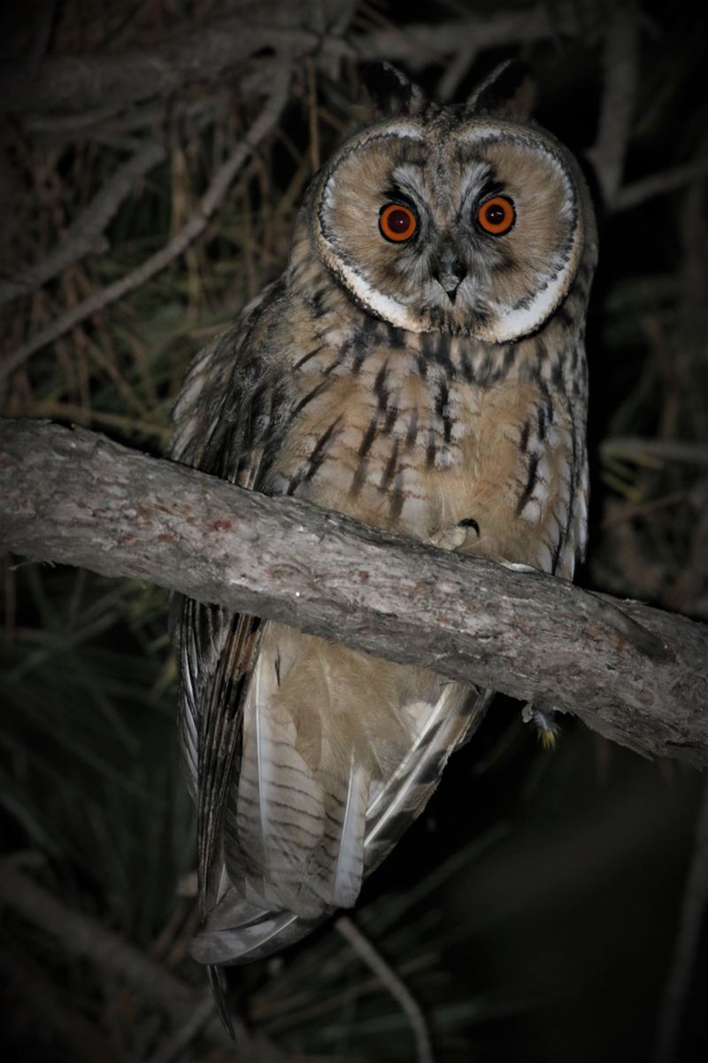 Long-eared Owl