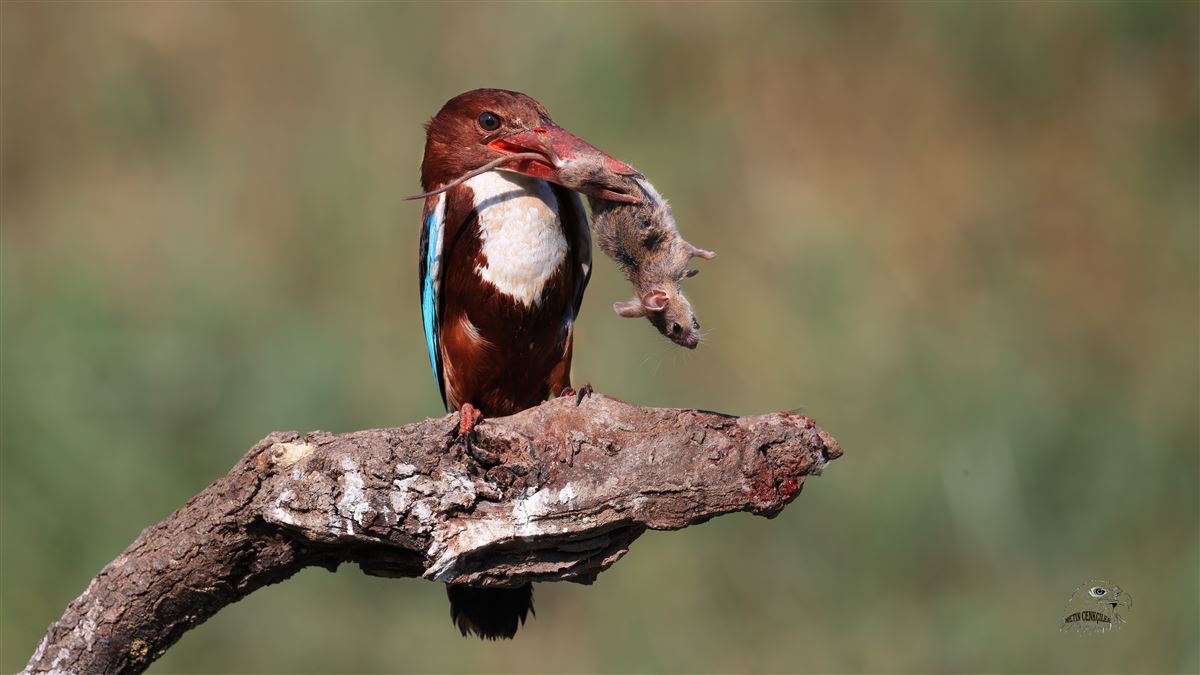 White-throated Kingfisher