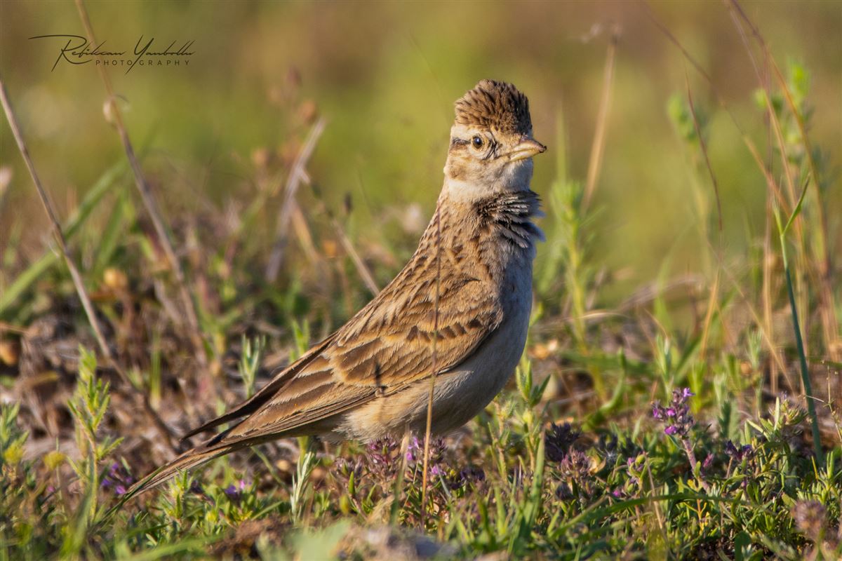 Greater Short-toed Lark