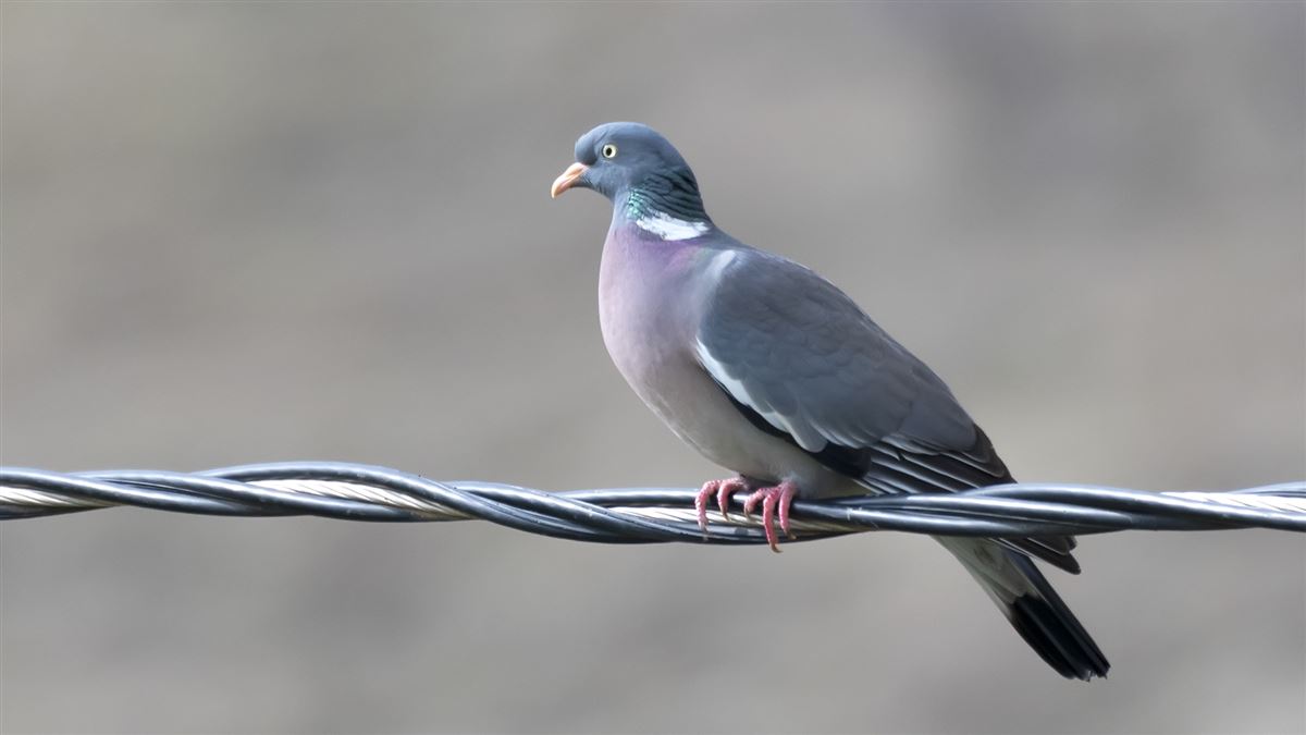 Common Wood Pigeon