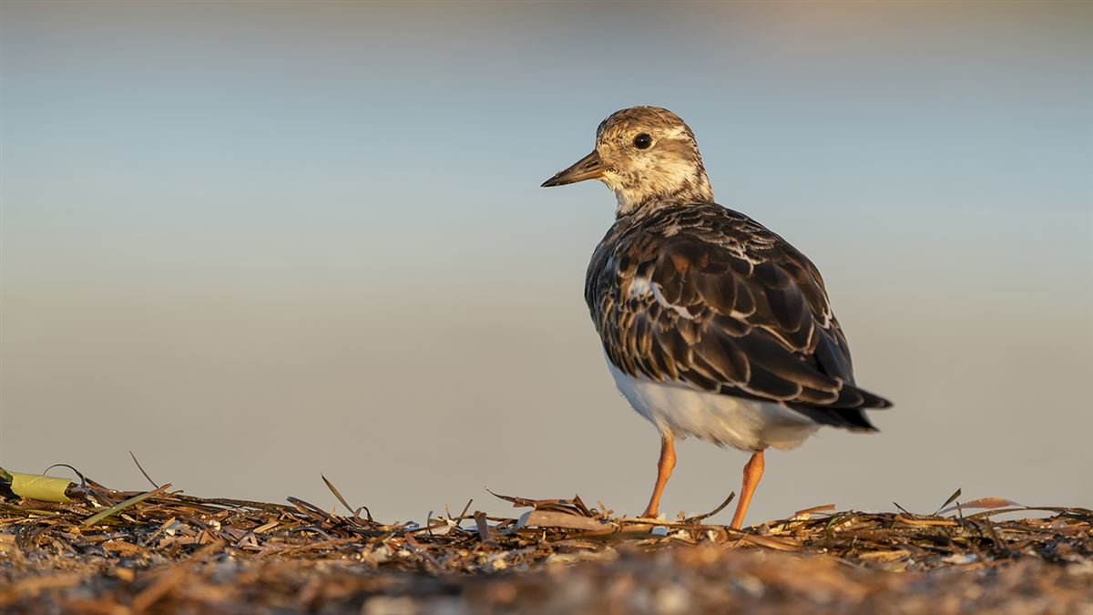 Ruddy Turnstone