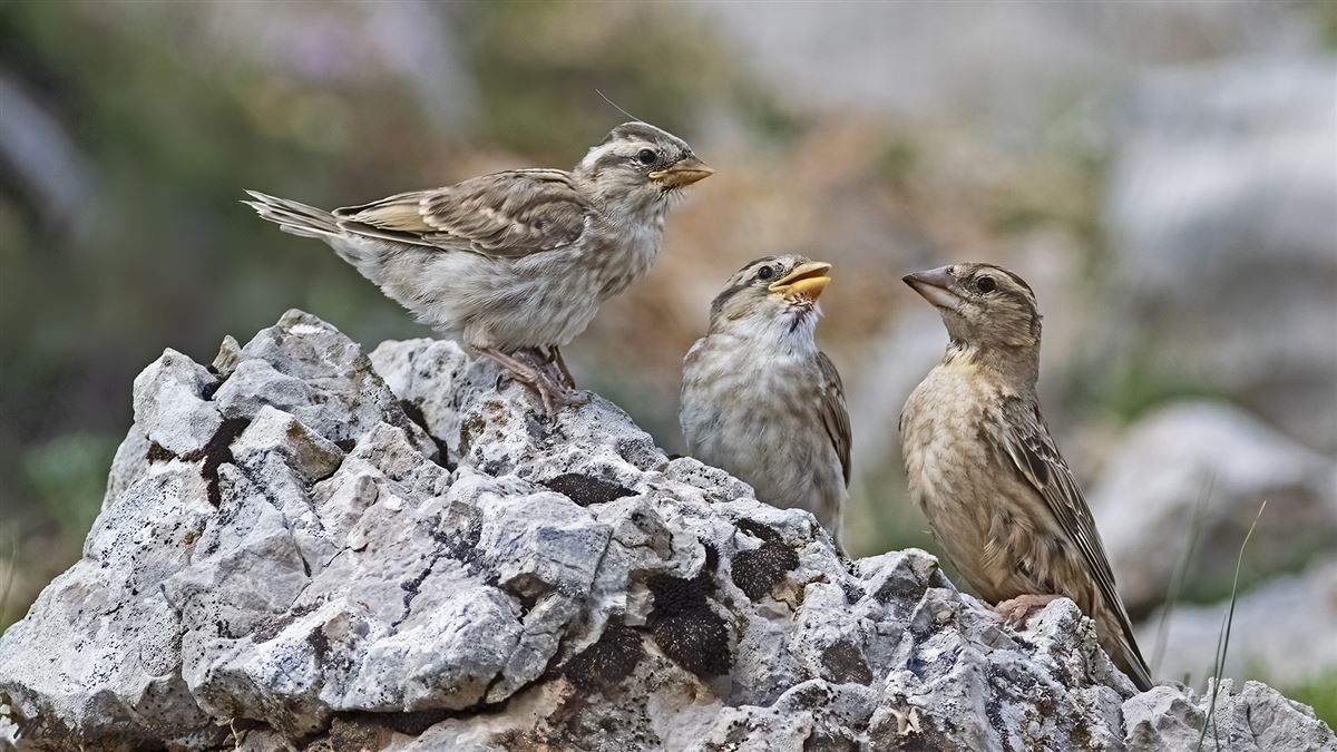 Rock Sparrow