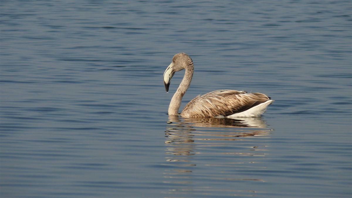 Flamingo