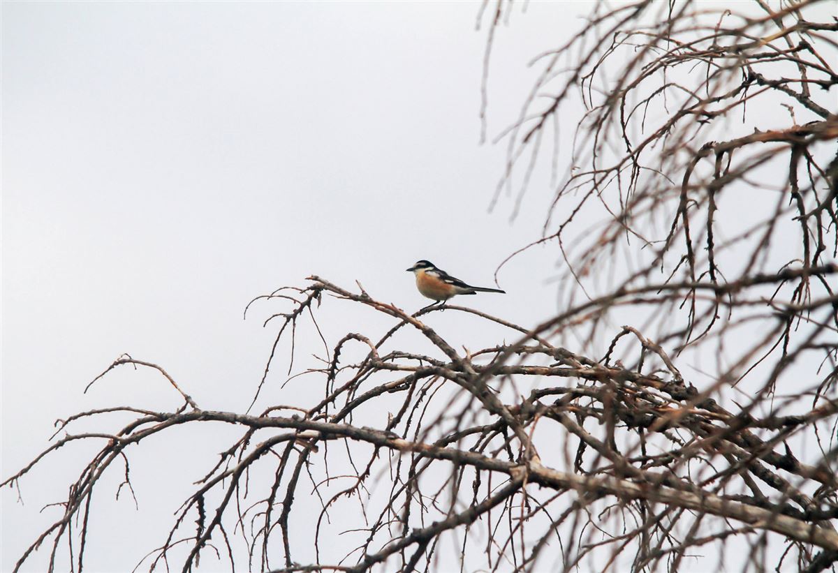 Masked Shrike